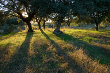 Three trees shed their shade as the sun sets