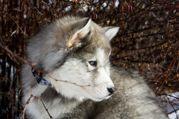 Husky-malamute pup basking in the sun