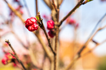 A close-up of the flowering branches of ornamental shrubs.
