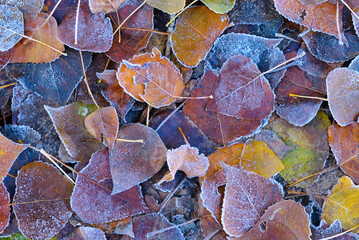 Fallen leaves in the autumn morning