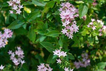pink flowers in the garden