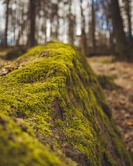 Perzowa Góra Las wiosna Marzec liście mech konary stare drzewa bajkowo © abcd
