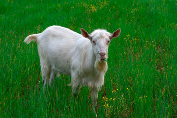 Fototapeta premium Beautiful goats grazing in the meadow
