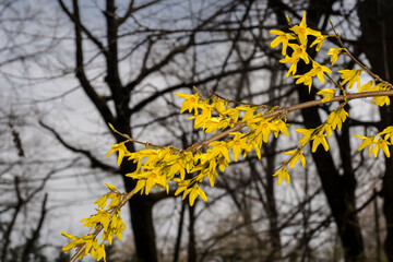 Flowering Forsythia shrub in early Spring in Hungary