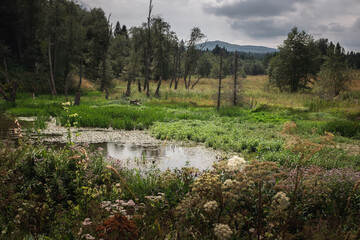 Meadows and marshes in the Bieszczady National Park, Poland