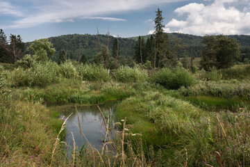 Lush, swampy meadows in the mountainous landscape of the Bieszczady National Park, Poland