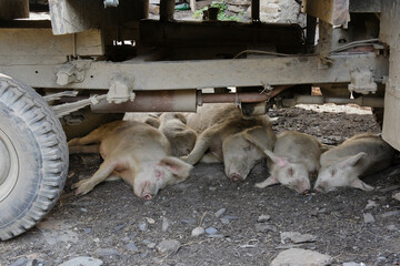 A group of dirty pigs sleep on the ground in the shade of an old truck, Ushguli, Upper Svaneti, Georgia