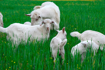 Obraz premium Beautiful goats grazing in the meadow
