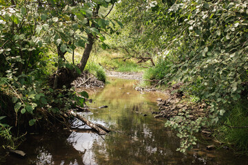 A small stream with a rocky bottom flowing among the trees