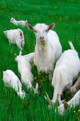 Obraz premium Beautiful goats grazing in the meadow