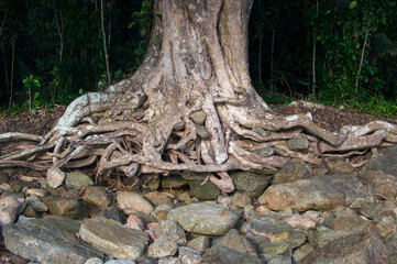 roots of a tree