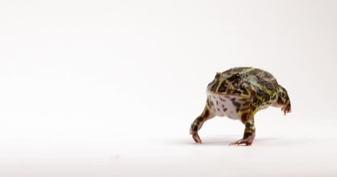 African Ornate Horned Frog hops towards camera - isolated on white background