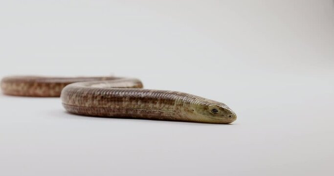European glass lizard - legless - slithers on white background
