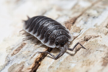 Porcellio hoffmannseggi on a piece of white bark	