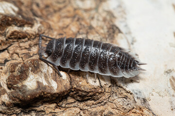 Porcellio hoffmannseggi on a piece of white bark	