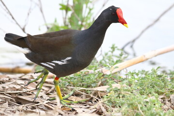 LA GALLINETA AMERICANA