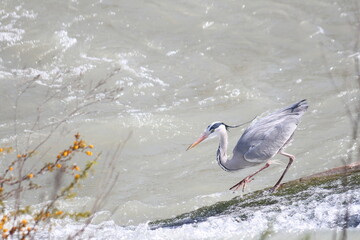 garza real esperando comida