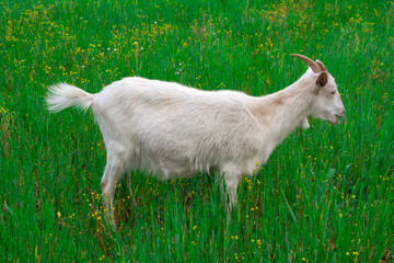 Beautiful goats grazing in the meadow