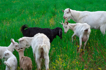 Obraz premium Beautiful goats grazing in the meadow