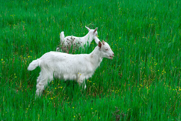 Obraz premium Beautiful goats grazing in the meadow