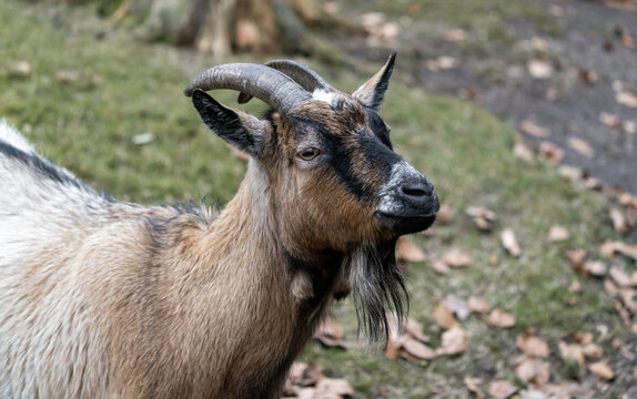 Portrait of brown goat (Capra aegagrus hircus) standing with blurred background. Selective focus.