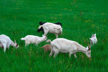 Fototapeta premium Beautiful goats grazing in the meadow