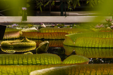 Obraz premium Water lilies in a pond