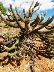 cactus cacto