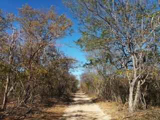 Sertão backwoods dry ground road