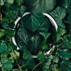 Creative layout made of natural green leaves and round frame. Minimal flat lay. Nature background.