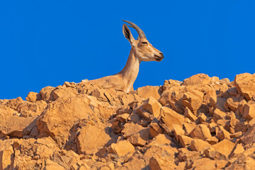 Nubian Ibex Watching From Above
