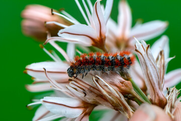 Macro shots, Beautiful nature scene. Close up beautiful caterpillar of butterfly  