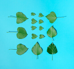 Natural green leaves pattern on bright blue background. Minimal spring or summer concept. Flat lay.