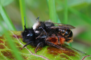 Closeup of a copulation of the horned orchard mason bee , Osmia cornuta in the garden