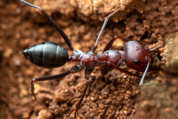 Beautiful Strong jaws of red ant close-up