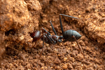 Beautiful Strong jaws of red ant close-up