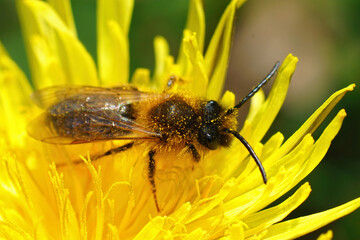 Closeup of the male of the Grey-gastered Mining Bee, Andrena tibialis on a yellow flower of dandelion , Taraxacum officinale