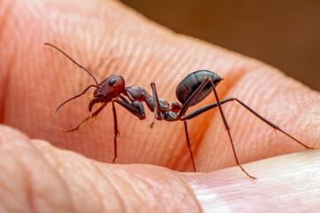 Beautiful Strong jaws of red ant close-up