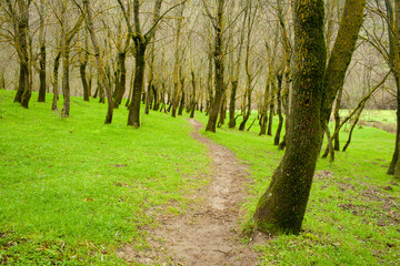 Fototapeta premium deciduous forest in winter on a meadow
