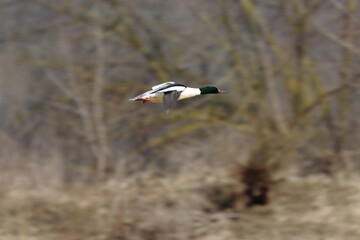 duck  in flight