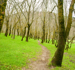 path between the trees of a deciduous forest in winter on a meadow