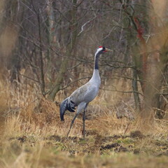 Obraz premium grey crowned crane in the wild
