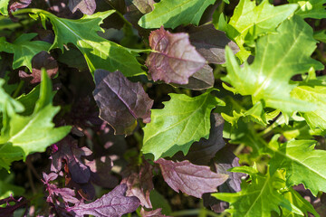 Close up of vegetable seedlings.
