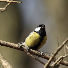 a titmouse on a tree, Polish wild nature