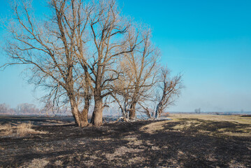 Fototapeta premium Forest fire ashes