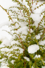 Thuja in the snow in the yard in winter
