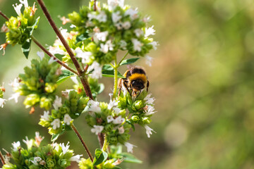 A close up of a bumblebee pollinating a oregano flower with a bokeh background