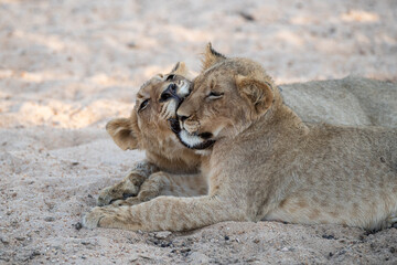 2 Lion Cubs seen on a safari in South Africa