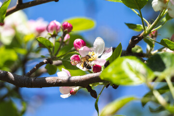 A honey bee filled with pollen on her legs from an apple tree flower in beautiful a spring day