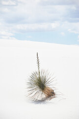 Desert Plant on glaring white dune sand